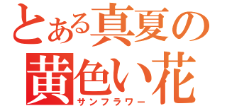 とある真夏の黄色い花（サンフラワー）