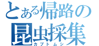 とある帰路の昆虫採集（カブトムシ）