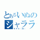 とあるいぬのシャララ（モデル（笑））