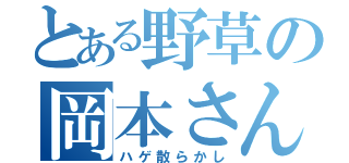 とある野草の岡本さん（ハゲ散らかし）