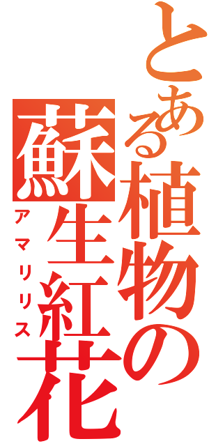 とある植物の蘇生紅花（アマリリス）