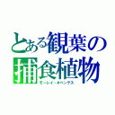 とある観葉の捕食植物（モーレイ・ネペンテス）