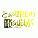 とある野生の電気鼠が（とびだしてきた！）