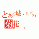 とある城阳的哥の菊花（痒呀）