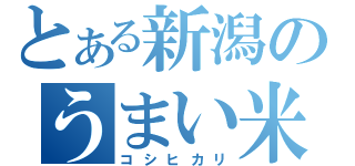 とある新潟のうまい米（コシヒカリ）