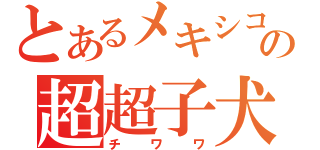 とあるメキシコの超超子犬（チワワ）