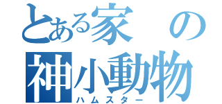 とある家の神小動物（ハムスター）