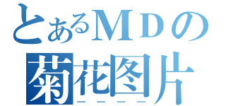 とあるＭＤの菊花图片（一一一一）