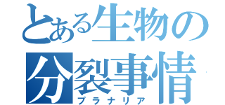 とある生物の分裂事情（プラナリア）