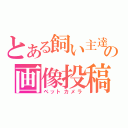 とある飼い主達の画像投稿（ペットカメラ）