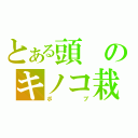 とある頭のキノコ栽培（ボブ）