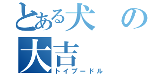 とある犬の大吉（トイプードル）