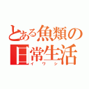 とある魚類の日常生活（イワシ）