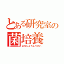 とある研究室の菌培養（にちじょうふうけい）