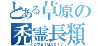 とある草原の禿霊長類（カワセミＭＡＸＴＶ）