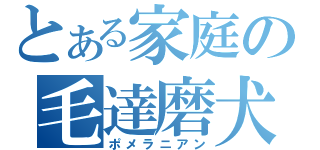 とある家庭の毛達磨犬（ポメラニアン）