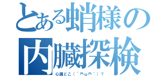 とある蛸様の内臓探検（心臓どこ（´癶ω癶｀）？）