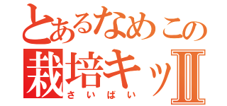 とあるなめこの栽培キットⅡ（さいばい）