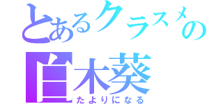 とあるクラスメイトの白木葵（たよりになる）