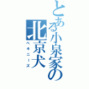 とある小泉家の北京犬（ペキニーズ）