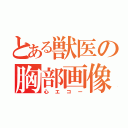 とある獣医の胸部画像診断（心エコー）