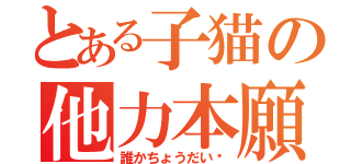 とある子猫の他力本願（誰かちょうだい〜）