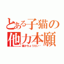 とある子猫の他力本願（誰かちょうだい〜）