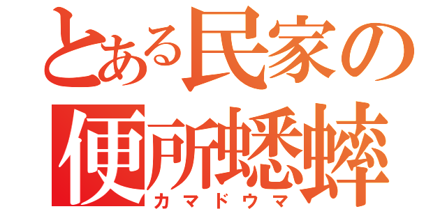 とある民家の便所蟋蟀（カマドウマ）