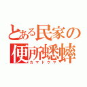 とある民家の便所蟋蟀（カマドウマ）