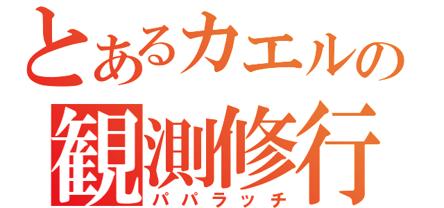 とあるカエルの観測修行（パパラッチ）