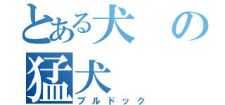 とある犬の猛犬（ブルドック）