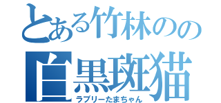 とある竹林のの白黒斑猫（ラブリーたまちゃん）