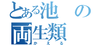 とある池の両生類（かえる）