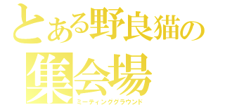 とある野良猫の集会場（ミーティンググラウンド）