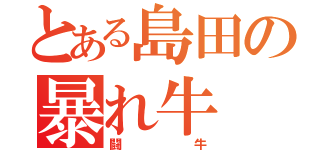 とある島田の暴れ牛（闘牛）