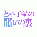 とある子猫の前足の裏（ぷにゅ）