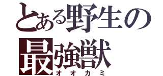 とある野生の最強獣（オオカミ）